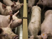 Deens onderzoek toont aan dat PRRS vooral impact heeft op vleesvarkens