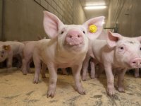 Initiative Tierwohl gaat verder met zoektocht naar 3,5 miljoen biggen
