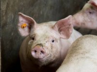 Vleesvarkens sturen naar hoogste rendement