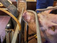 ForFarmers: '14-15 kwaliteitsbiggen grootbrengen bij zeug uitdagend'