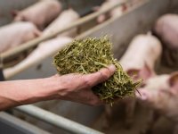 Minder kopzorgen met beter dierenwelzijn