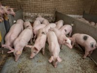 Project streeft naar PRRS-vrije uitstroom biggen binnen jaar