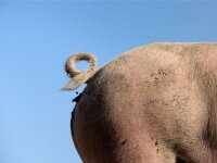 Deense zeugenhouders ontvangen premie voor varkens met krulstaarten