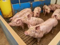 Haal het beste boven bij vleesvarkens