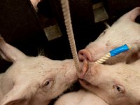 Diergezondheid verbeteren met innovatief diagnostisch onderzoek