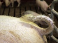 POV: beloon varkenshouders voor extra inzet rond krulstaarten