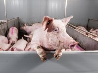 Studiebijeenkomst over opfok: 'Basis productieve zeugenstapel begint hier'