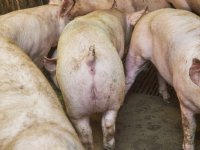 Vleesvarkensprijs stijgt opnieuw