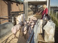 Spanje verliest koppositie in biggenexport aan Duitsland