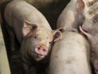 Afromen varkensrechten gaat naar nul