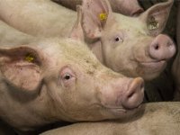 Specifieke vetzuren in voer versterken immuunsysteem varkens