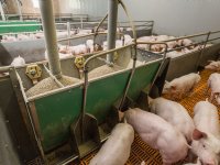 1,18 miljoen biggen minder op de markt gekomen