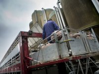 Publicatie verbod veeprikkers blijft uit: Varkens in Nood stuurt brandbrief