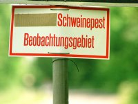 Varken resistent tegen klassieke varkenspest na toepassing van gentechniek Crispr-Cas