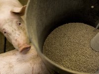 Wereldwijde daling voerkosten verlaagt kostprijs varkens