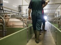 Praktijkopleiding kraamstal gaat door met vier vrije plekken