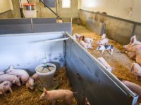 'Door op zeven weken te spenen, komt diarree amper meer voor'