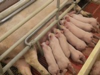 Poolse varkenssector werkt aan structurele verbetering