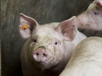 Pas op de plaats vleesnoteringen, biggennoteringen plussen