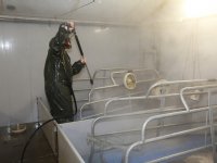 Minder uitval en meer gespeende biggen door aanpak hygiëne