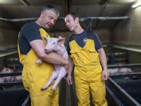 Big vaccineren op vijf weken is perfect voor Varkensbedrijf Hakvoort