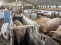 Voeding bijsturen met dagelijkse weging: tweedeworpsdip is nu tweedeworpsplus