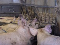 Zeugen happen ruwvoer gretig uit stroruif