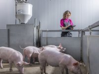 24/7 individueel varken volgen vergt puzzelwerk