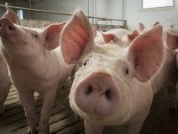 Plusje van 5 cent per kilo varkensvlees