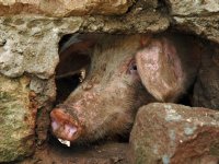 Keniaan kiest vaker voor het goedkopere varkensvlees