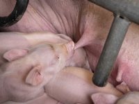 Functionele speen is erg aantrekkelijk