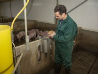 Brabantse varkenshouder bezorgd over vele Woo-verzoeken