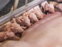 Darmbacterie Clostridioides difficile vaker oorzaak van kraamstaldiarree dan colibacterie