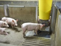 PIA-vaccin op laten drinken is een effectieve tool