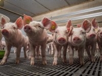 Prijzen vleesvarkens en biggen blijven stabiel