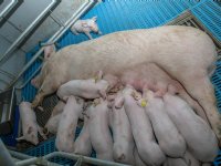 Meer biggen laten overleven in vrijloopkraamhokken