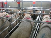 Recordjaar met sterke groei voor Topigs Norsvin