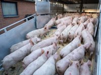 Biggenprijs op laagste niveau in jaren, vleesvarkensnotering komt niet van zijn plek