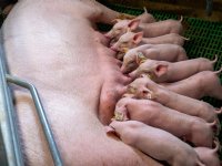 Europese Commissie presenteert strategie voor toekomstbestendige veehouderij