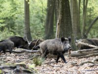 Poolse wilde zwijnen met Afrikaanse varkenspest duiken op in Duitsland