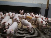 Erkens positief over daling antibioticagebruik gespeende biggen