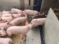 Veewagens belangrijke bron van virusverspreiding tussen varkensbedrijven