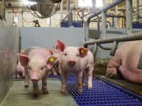 Noteringen biggen en vlees komen niet van de plaats