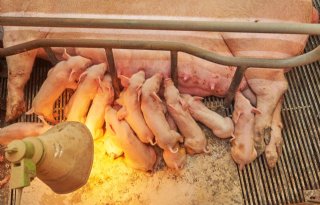 Door de inzet van prelactovoer staat er niet te veel spanning op de uier, de biggen kunnen optimaal biest opnemen.