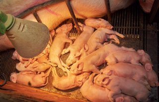 Voor een betere bigvitaliteit is de lamp daags voor werpen al aan. Met de warme vloer zorgt dit voor een comfortabel biggennest.