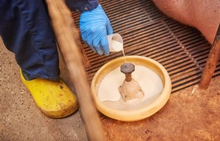 De biggen krijgen kleine afgemeten beetjes melk om al vroeg te wennen aan het bijvoeren.