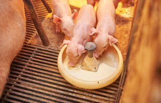 De nieuwsgierige biggen steken al snel hun neus in de voerkom met melk.