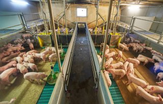 In de afdelingen voor de gespeende biggen is meer ruimte gemaakt met hulp van de plateau's.