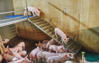 De biggen vinden al de eerste dag de weg naar boven en beneden.