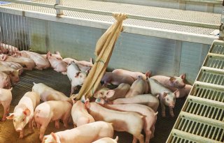 De juten zakken zijn favoriet speelmateriaal van de biggen.